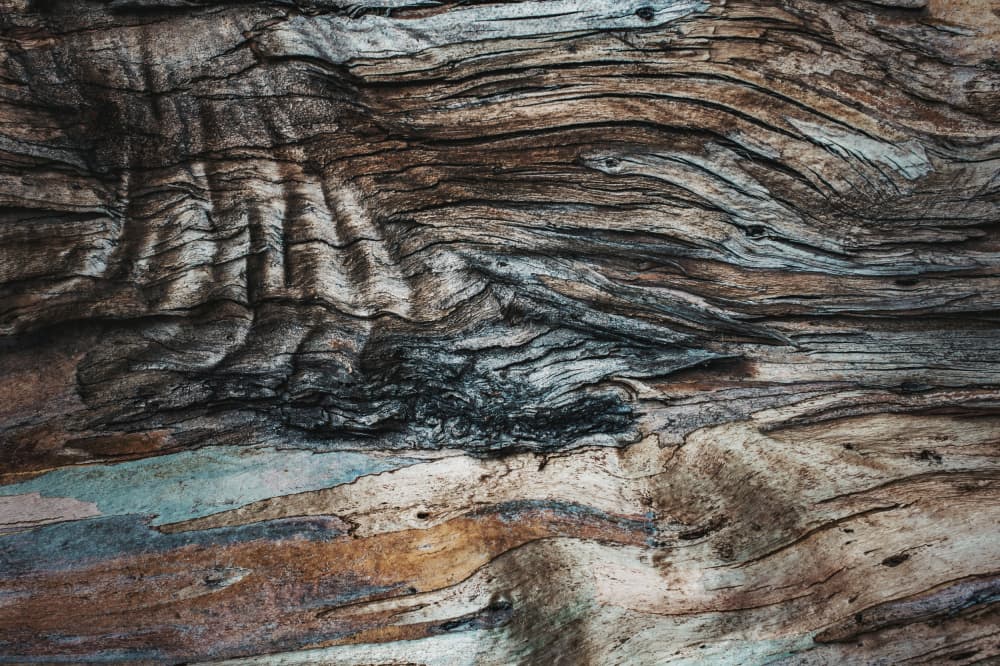 Weathered Bark Patterns by Tim Mossholder — canvas wall art