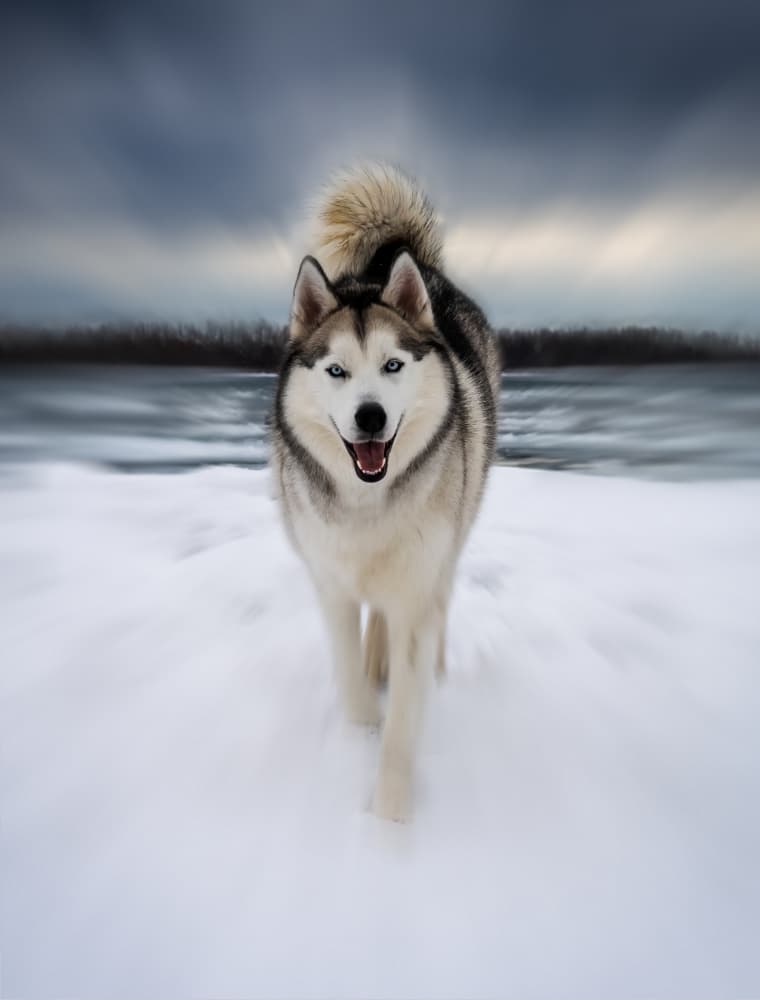 Smiling Husky In Snow by Hui — canvas wall art
