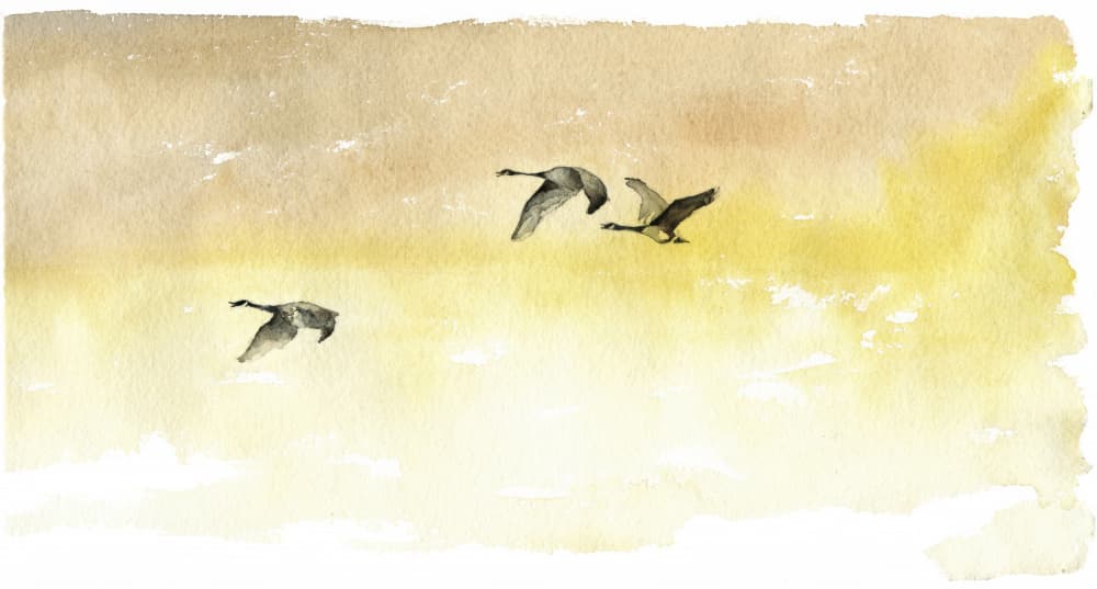 Watercolor Geese Flight by RodMacIver — canvas wall art