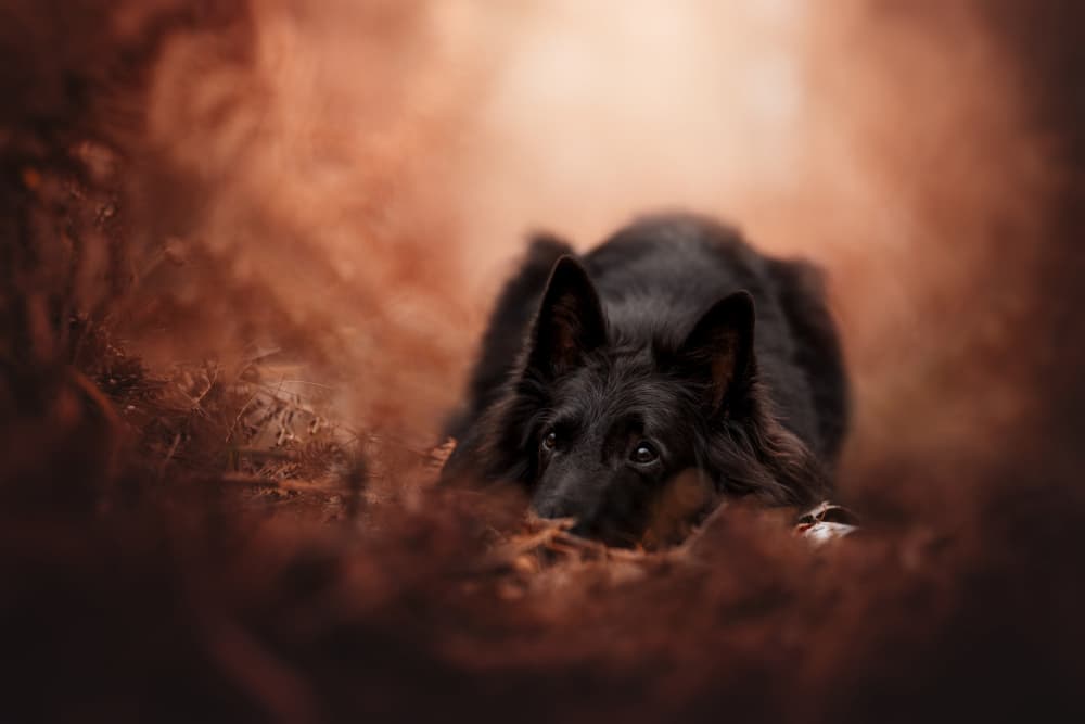 Warm Forest Dog by Ve Shandor — canvas wall art
