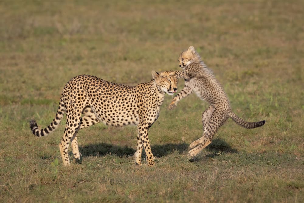 Cheetah Cub Playtime by Mark Strom — canvas wall art