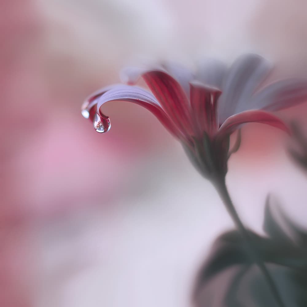 Soft Pink Dewdrop by Juliana Nan — canvas wall art