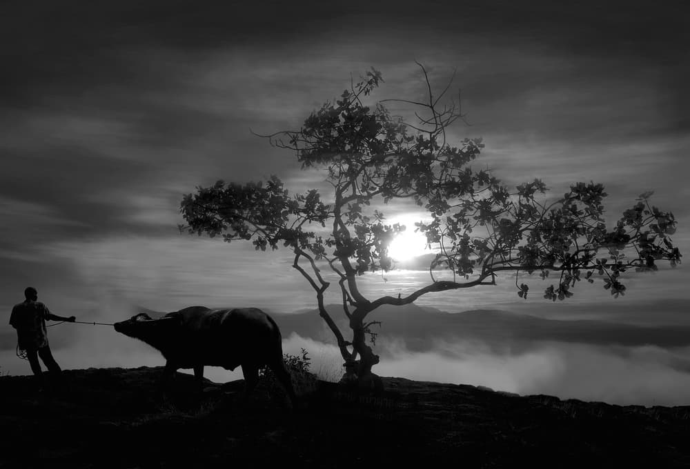 Rural Dawn Silhouette by Ekkachai Khemkum — canvas wall art
