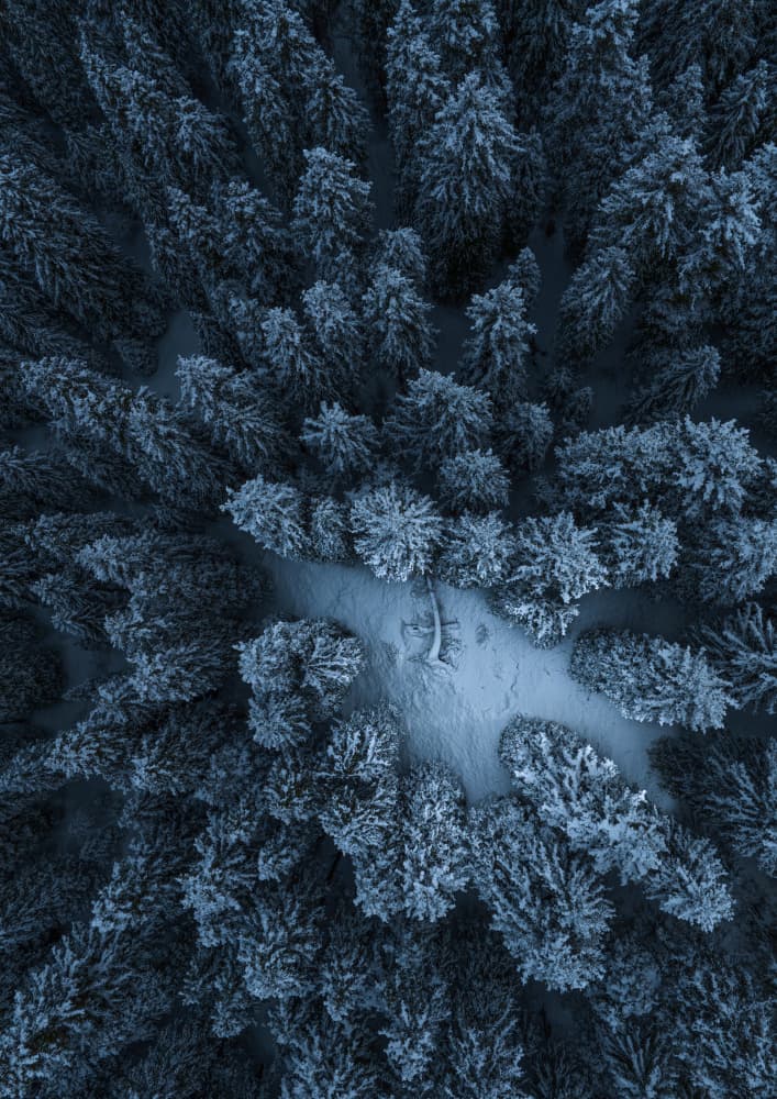 Snowy Forest Clearing by Yuhan Liao — canvas wall art
