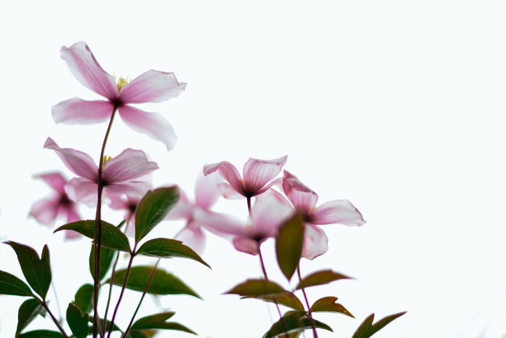 Delicate Pink Blooms by Dahlia Ambrose — canvas wall art