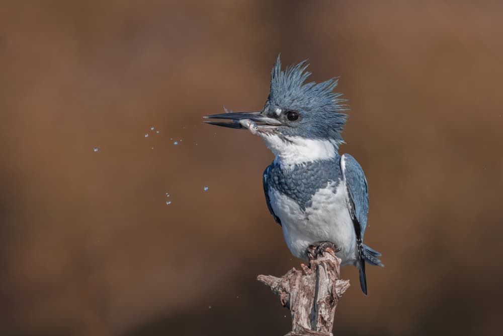 Kingfisher Catches Fish by Max Wang — canvas wall art