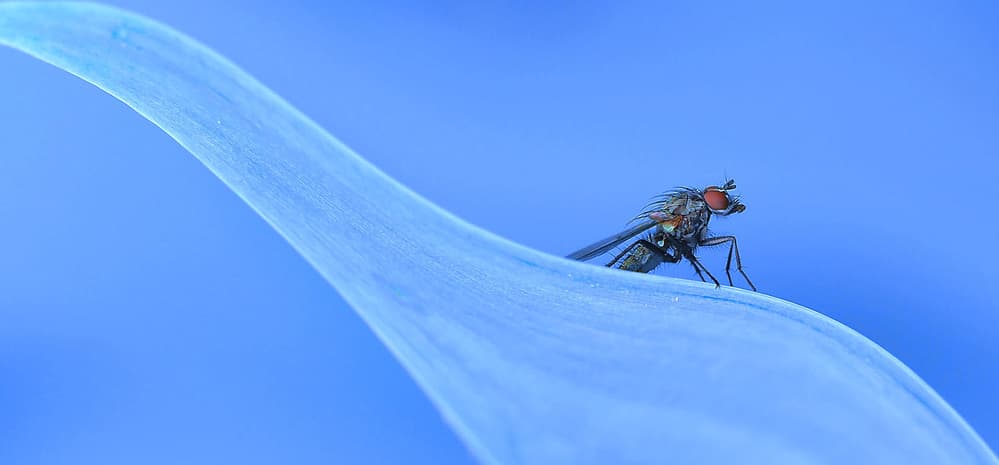 Blue Petal Fly by Thierry Dufour — canvas wall art