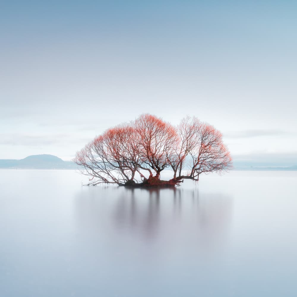 Red Tree Reflection by Jana Luo — canvas wall art