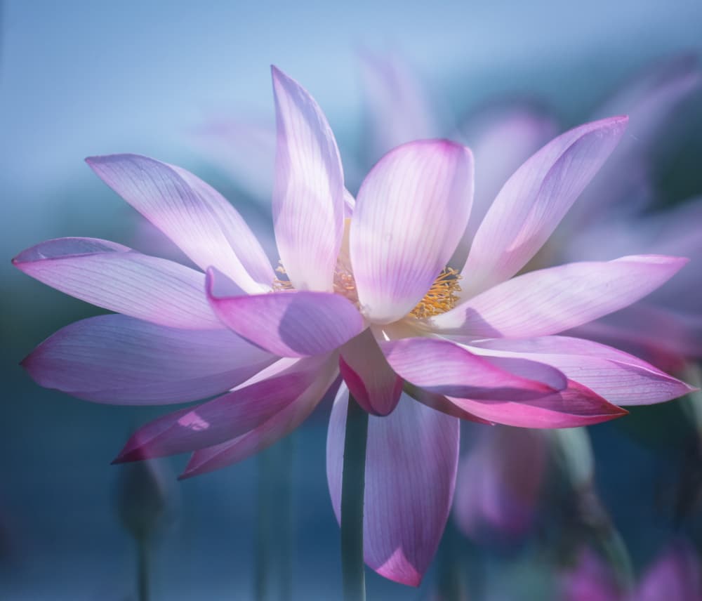 Serene Pink Lotus by Yuanwei Zuo APA — canvas wall art