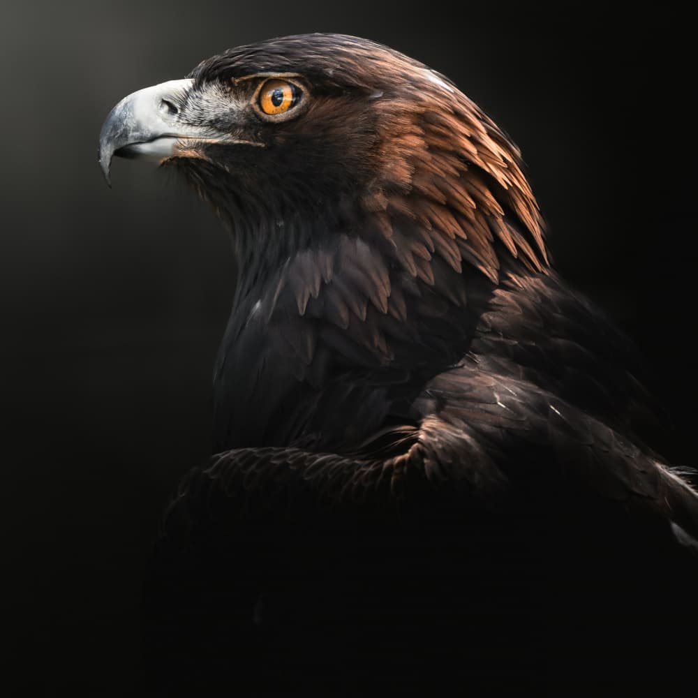 Majestic Golden Eagle by HISASHI ISHIKAWA — canvas wall art
