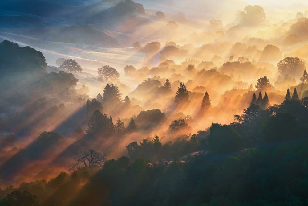 Golden Forest Sunbeams by Ryan Li — canvas wall art