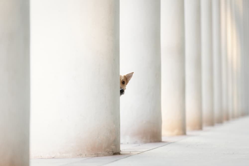 Peeking Puppy by Heike Willers — canvas wall art