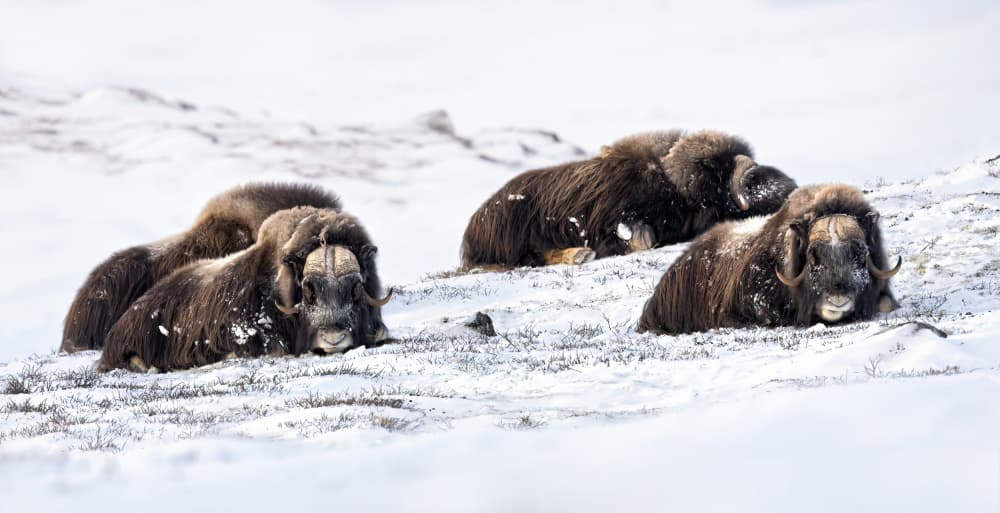 Arctic Muskoxen Resting by Marco Barisone — canvas wall art