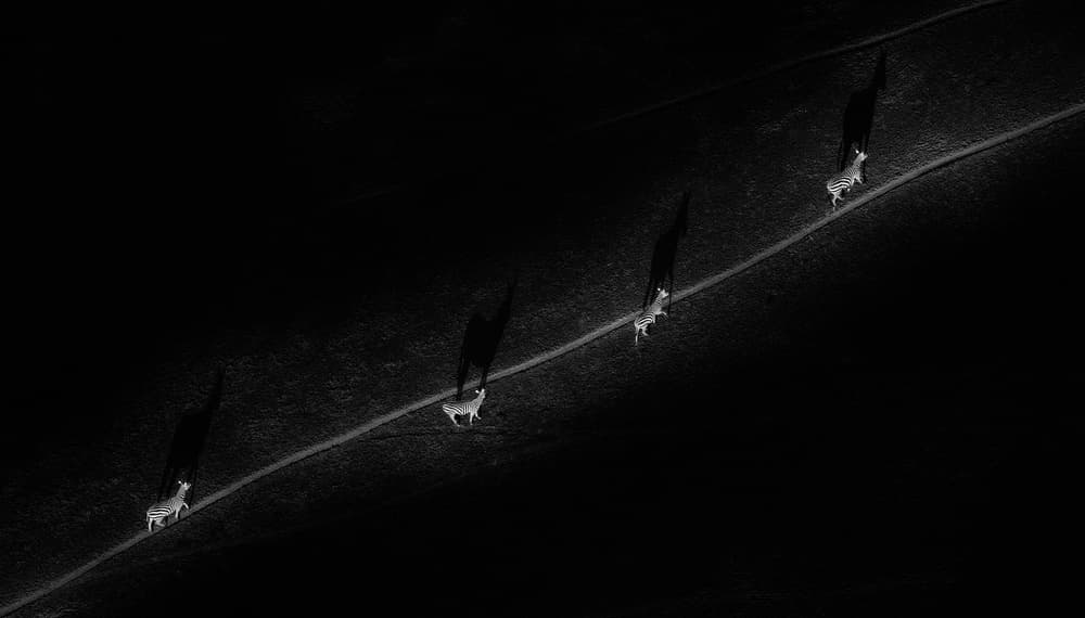 Minimalist Sheep Walk by Henry Zhao — canvas wall art