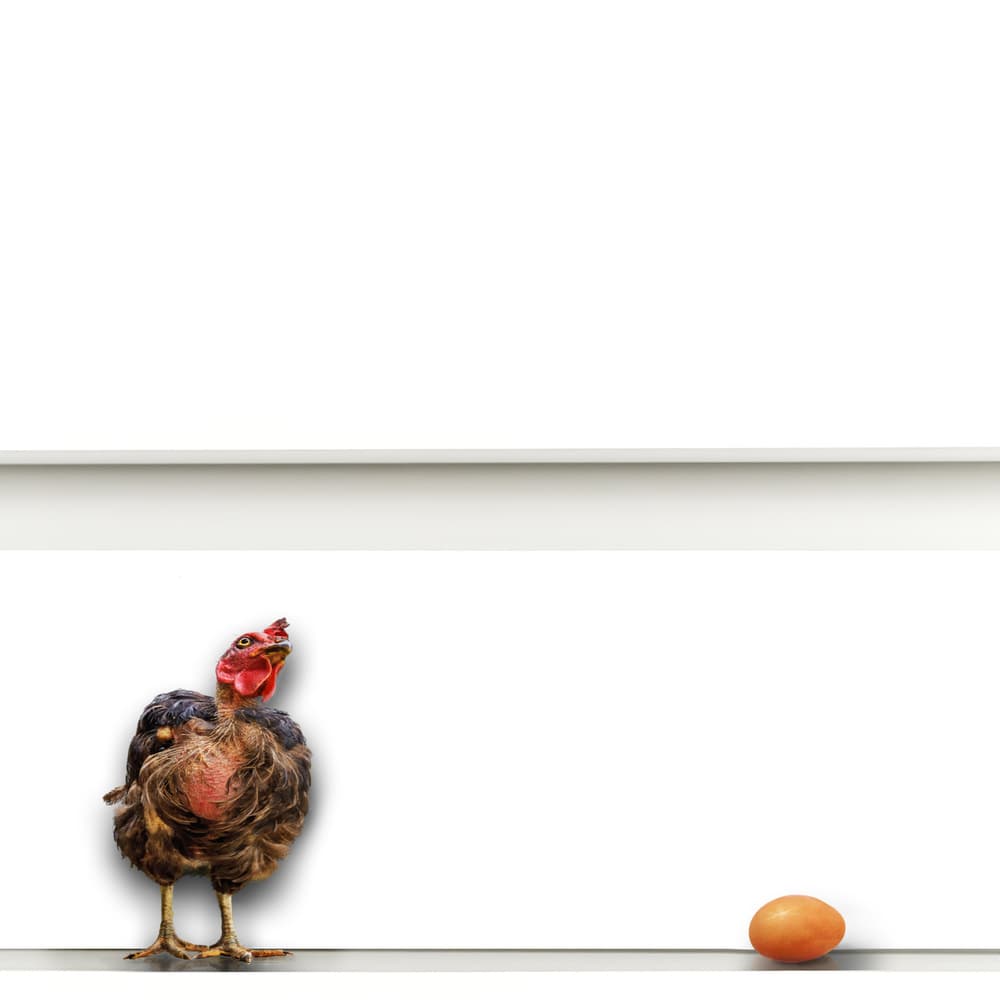 Curious Chicken and Egg by Piet Flour — canvas wall art
