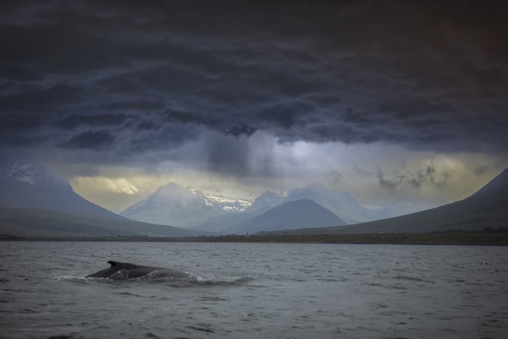 Majestic Whale Mountains by AYMAN KHRBAWE — canvas wall art