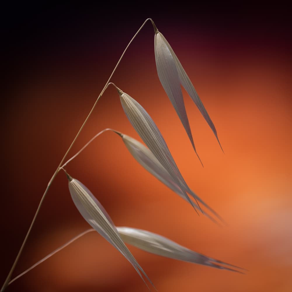 Oat Plant Glow by Thierry Lagandré (Transgressed Light) — canvas wall art