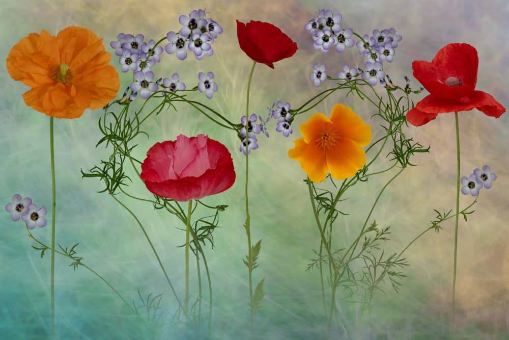 Vibrant Poppy Meadow by Richard Urbanski — canvas wall art