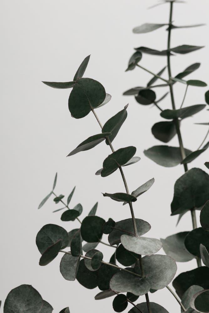 Soft Eucalyptus Greens by Pictufy Studio III — canvas wall art