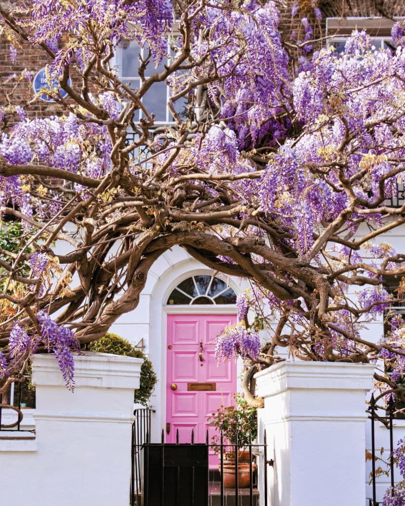 Blooming Wisteria Pink Door by Gabor Estefan — canvas wall art