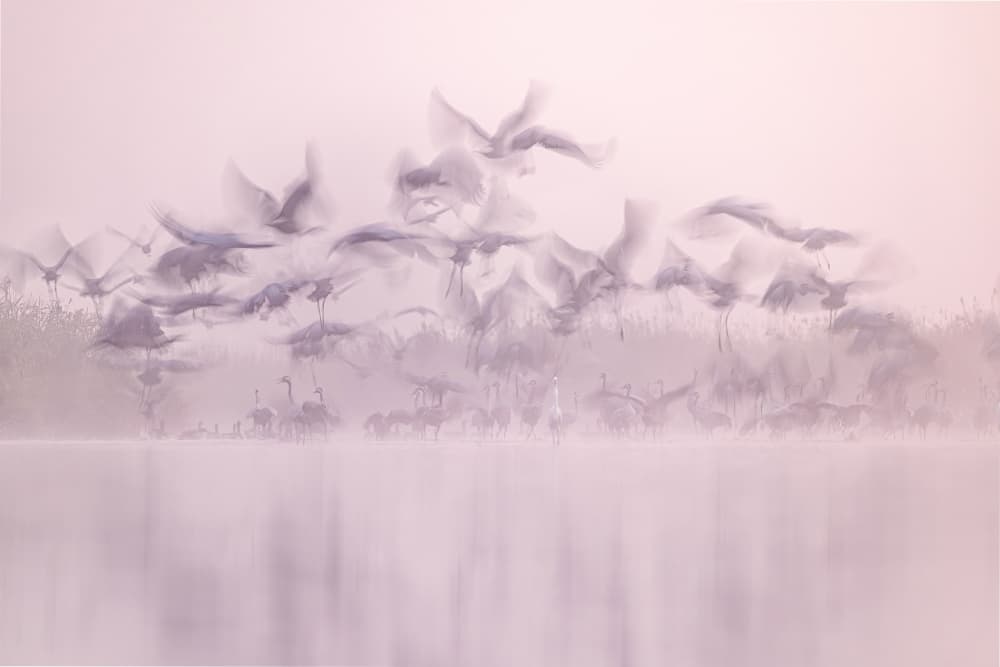 Ethereal Flamingo Flight by Rafal R. Nebelski — canvas wall art