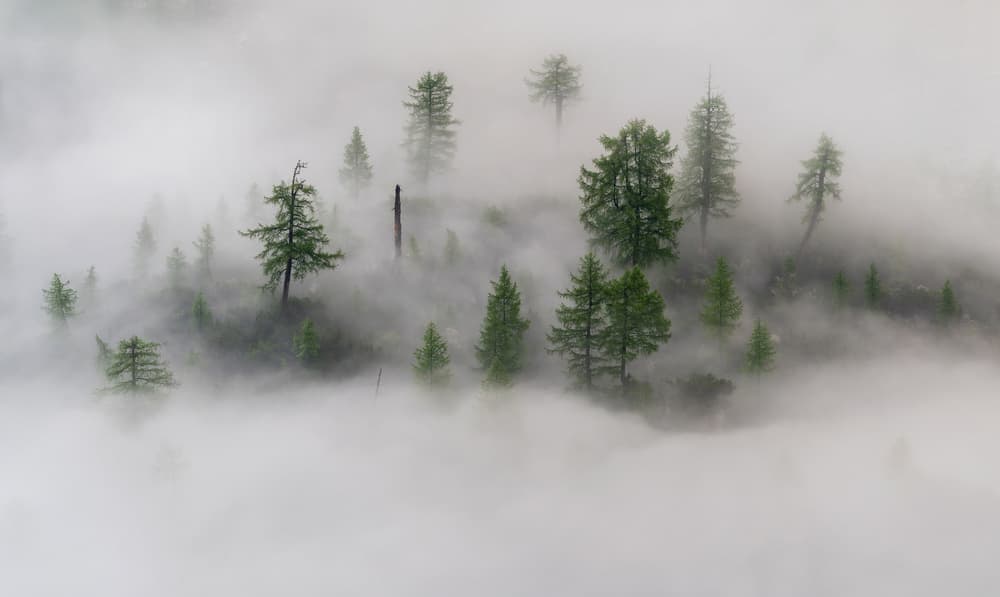 Misty Forest Trees by Ales Krivec — canvas wall art