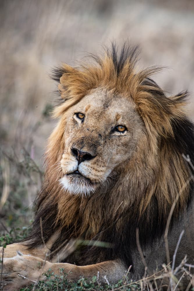 Majestic African Lion by Jonathan Alk — canvas wall art