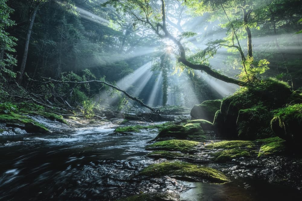 Sunlit Forest River by Takumi Ikeda — canvas wall art