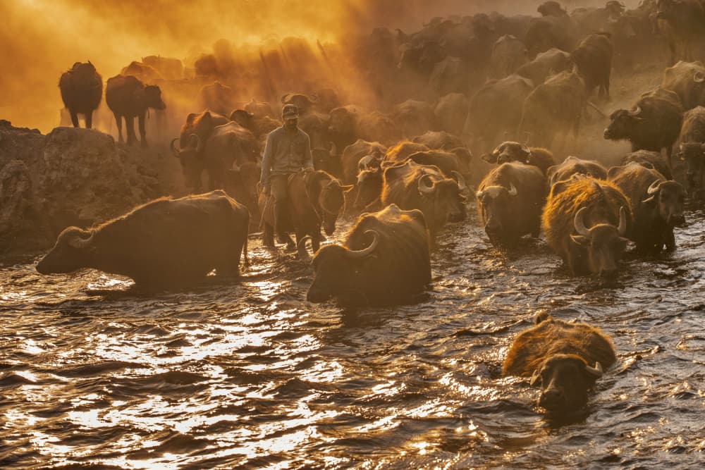 Water Buffalo Sunset Haze by Ayhan Senbayrak — canvas wall art