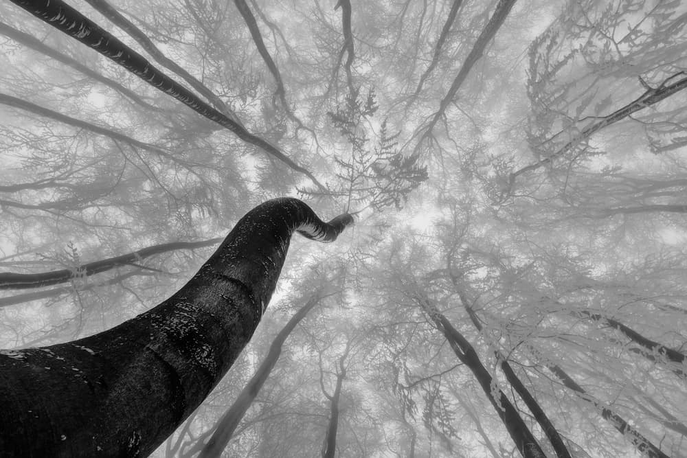 Misty Forest Canopy by Tom Pavlasek — canvas wall art