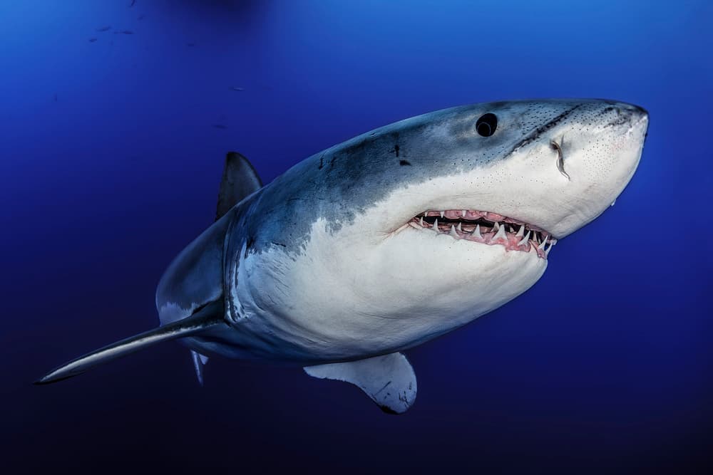 Great White Ocean Hunter by Davide Lopresti — canvas wall art