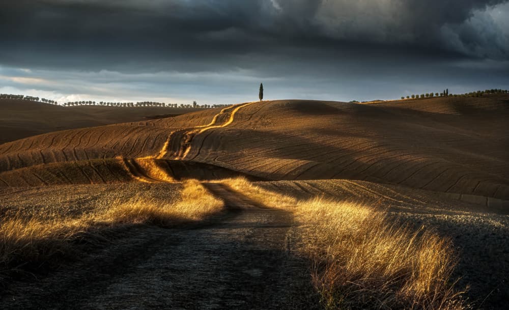 Golden Path Rolling Hills by Wim Denijs — canvas wall art