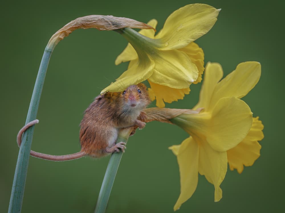 Harvest Mouse Daffodil by David Bennion — canvas wall art