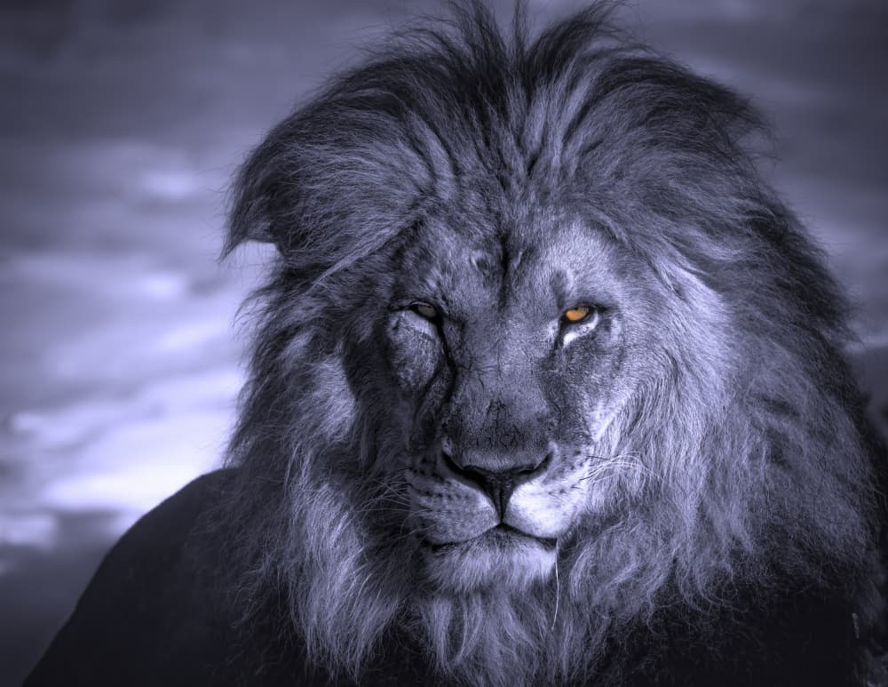 Intense Lion Gaze by Alex Zhao — canvas wall art
