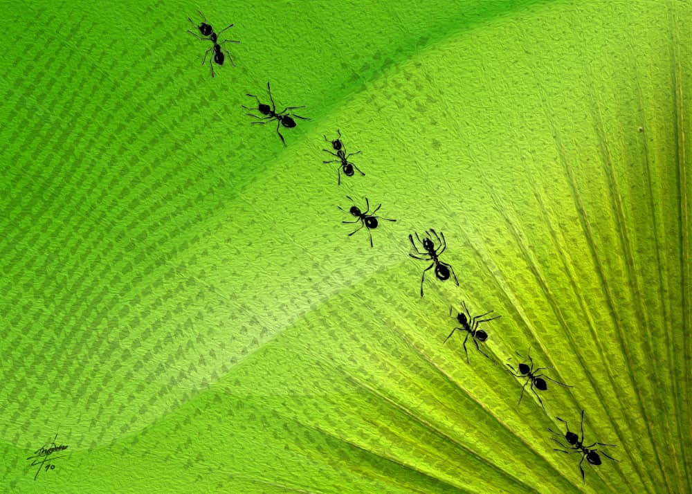 Green Leaf Ant Trail by Osvaldo Russo — canvas wall art