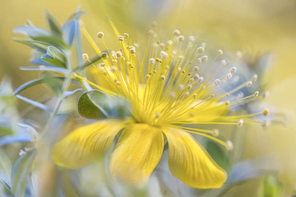 Hypericum by Mandy Disher — canvas wall art