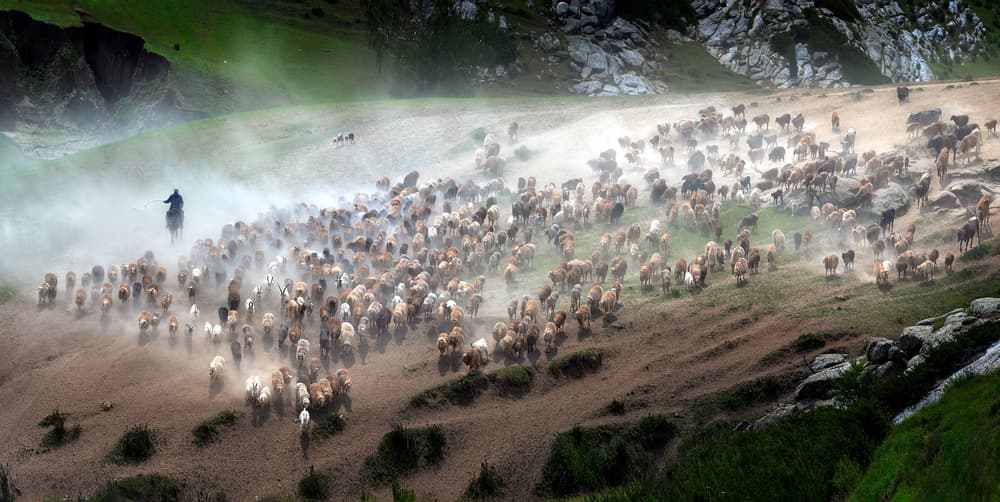 Shepherd's Dusty Herd by Hua Zhu — canvas wall art