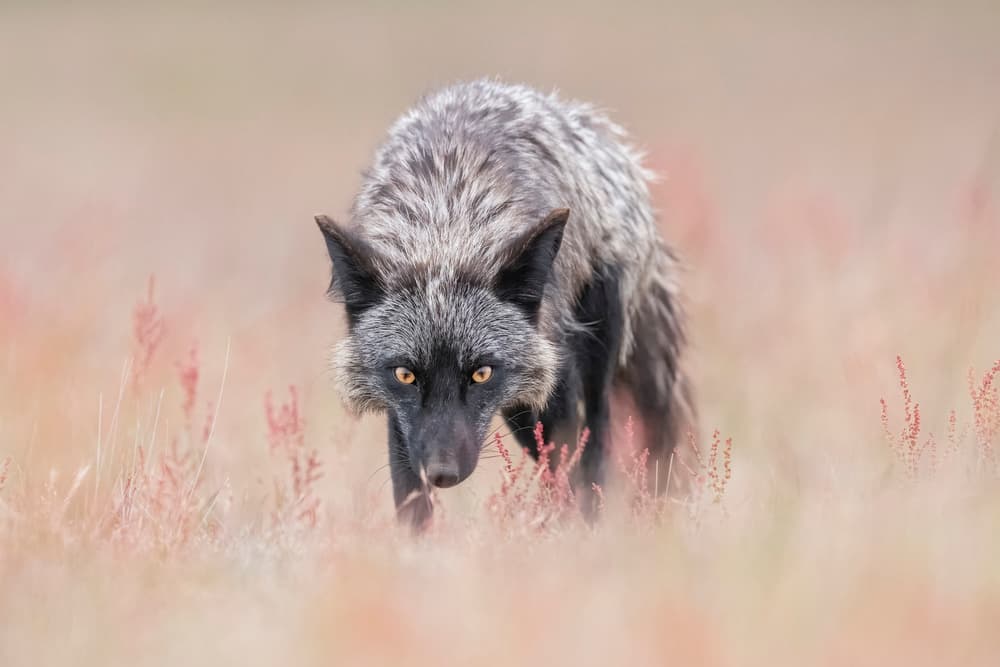 Intense Fox Gaze by Tracy — canvas wall art