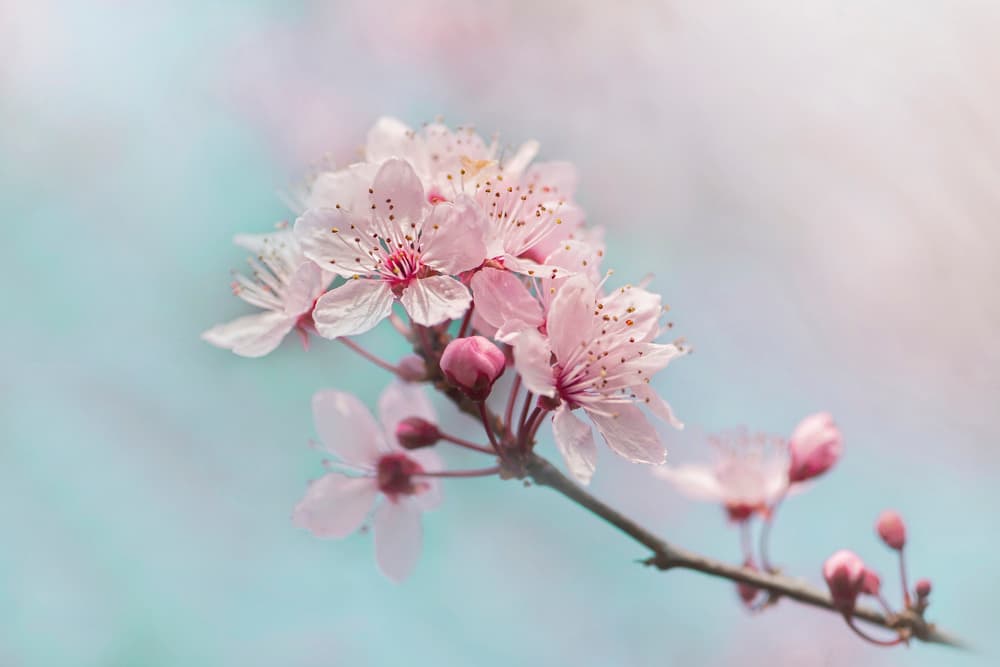 Pink Cherry Blossoms by Jacky Parker — canvas wall art