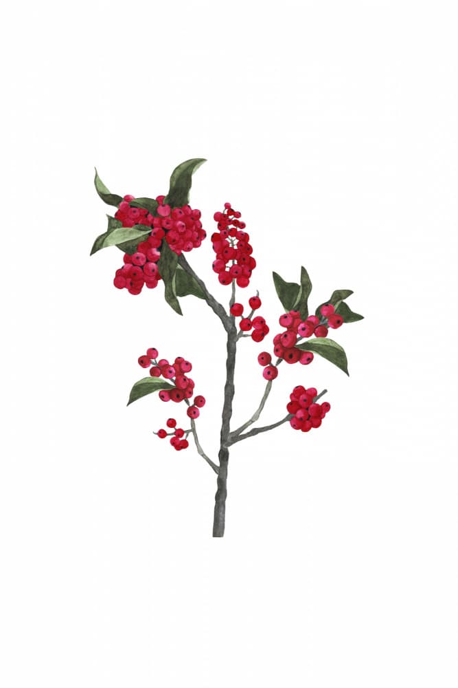 Vibrant Red Berries by Karen Menzenbach — canvas wall art