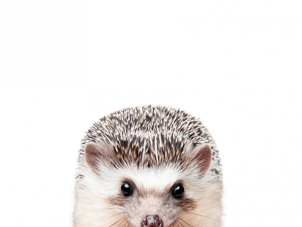 Peeking Hedgehog by Kathrin Pienaar — canvas wall art