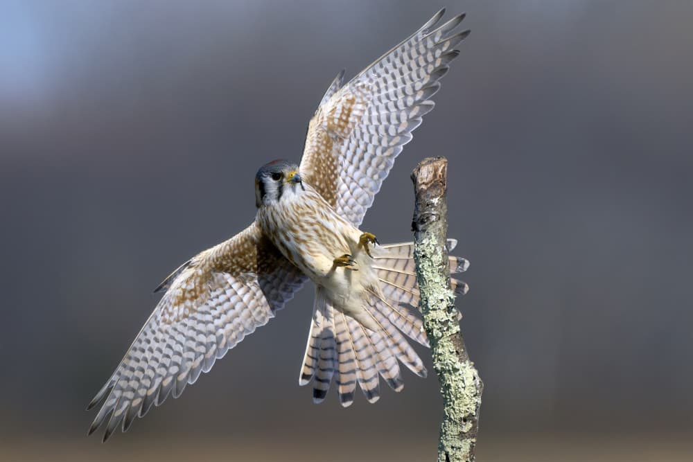 American Kestrel Landing by Johnny Chen — canvas wall art