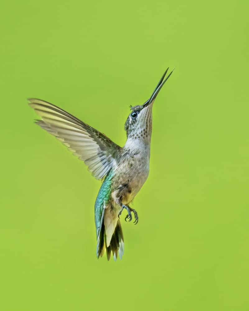 Vibrant Hummingbird Flying by Gary Hu — canvas wall art