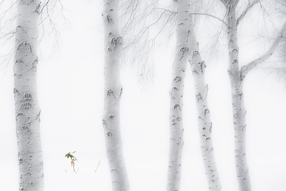 White Birch Serenity by Hsiao-Yang Fei — canvas wall art