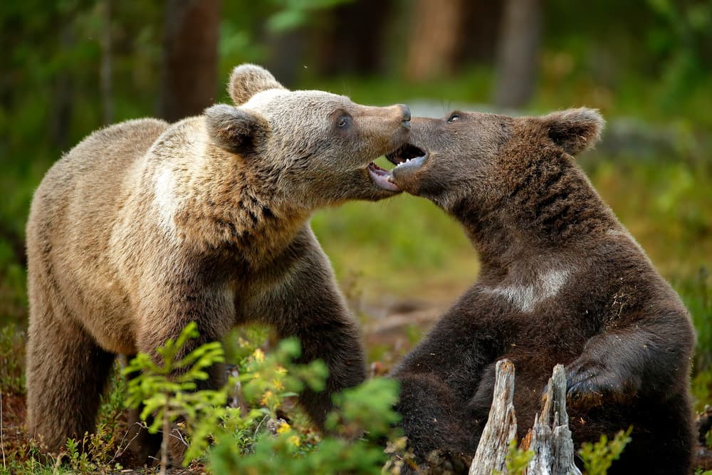 Playful Brown Bears by Nicolás Merino — canvas wall art