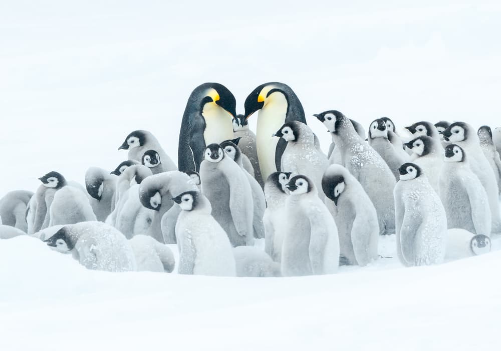 Emperor Penguin Family by Liwen Tao — canvas wall art