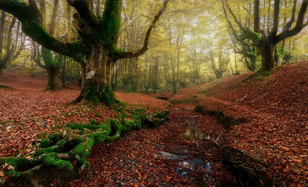 Misty Autumn Woods by Ritxard Perez — canvas wall art