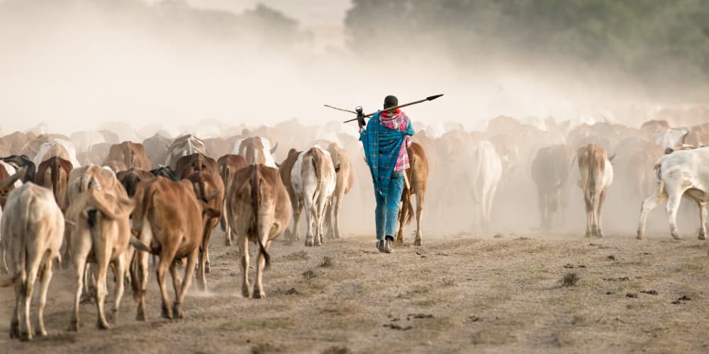 African Herdsman Cattle Drive by John Fan — canvas wall art