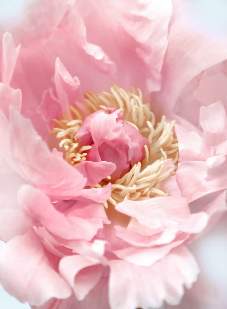 Soft Pink Peony by Rosana Laiz Blursbyai — canvas wall art