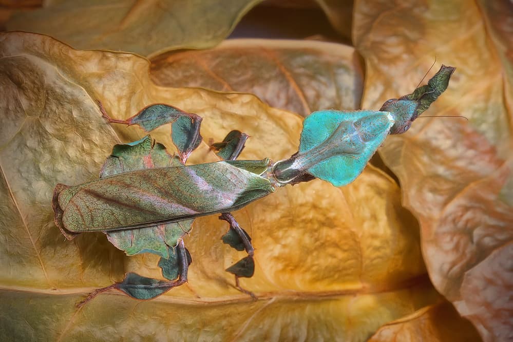 Leaf Mantis Camouflage by Jimmy Hoffman — canvas wall art